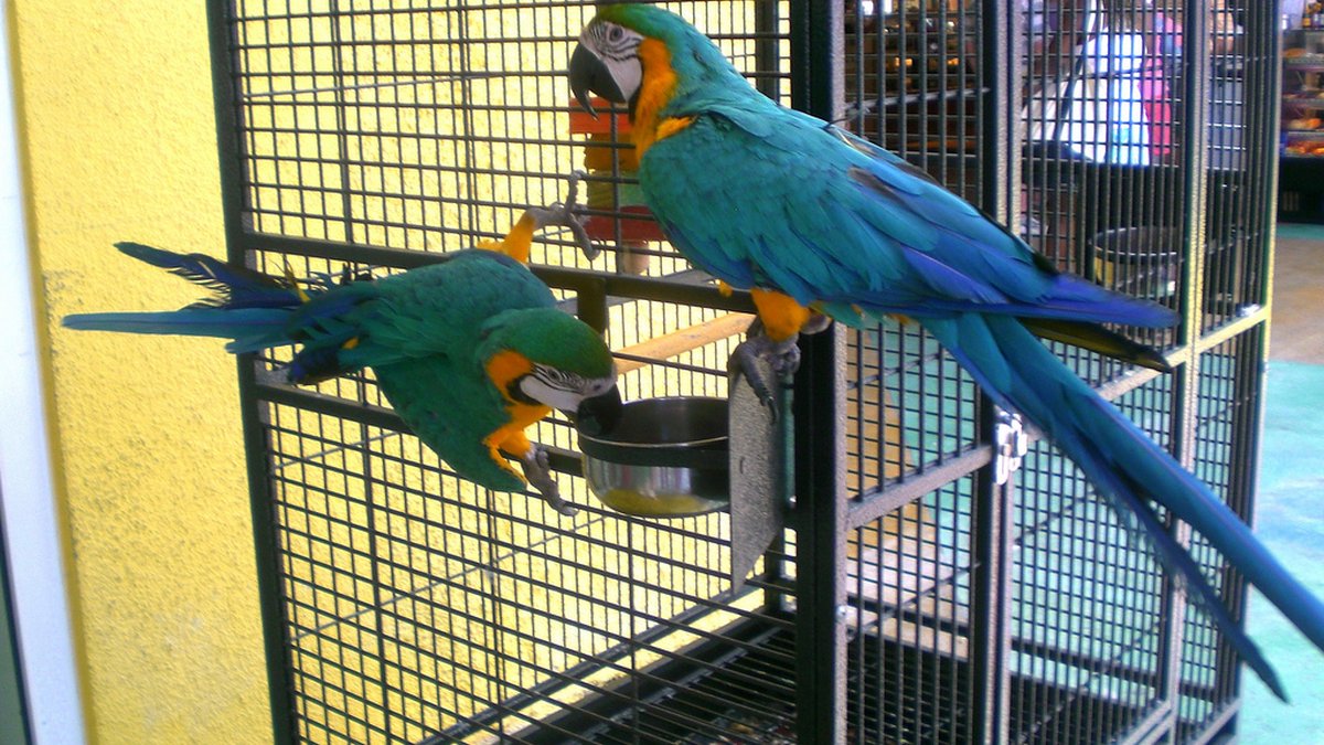 Top 10 Pet Bird Cages Compared by Species: Budgie to Macaw (2026)