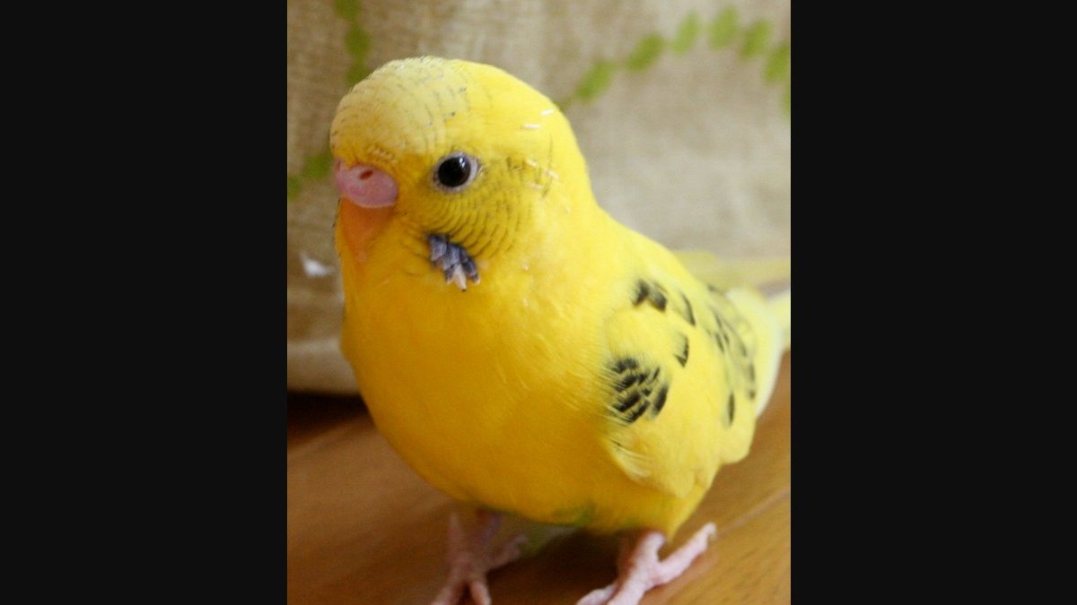Top 10 Pet Bird Species for First-Time Owners Compared: Care, Cost, Temperament (2026)
