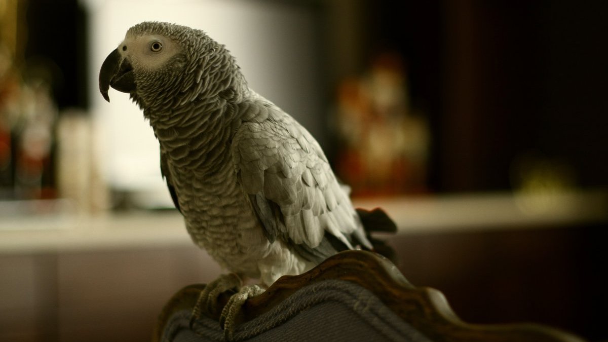 Top 10 Talking Pet Bird Species Compared: Vocabulary, Clarity, Trainability (2026)