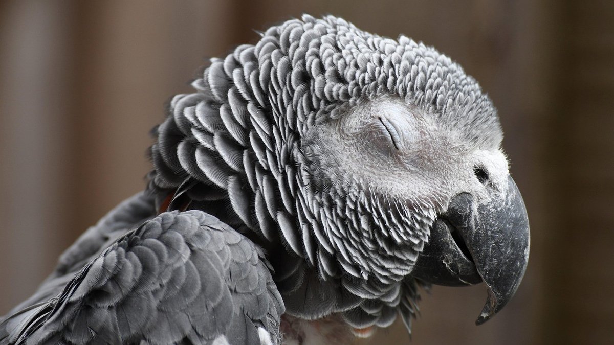 Top 10 Mobile Exotic Vet Visit Types & Prices Compared: Wellness, Diagnostic, Euthanasia (2026)