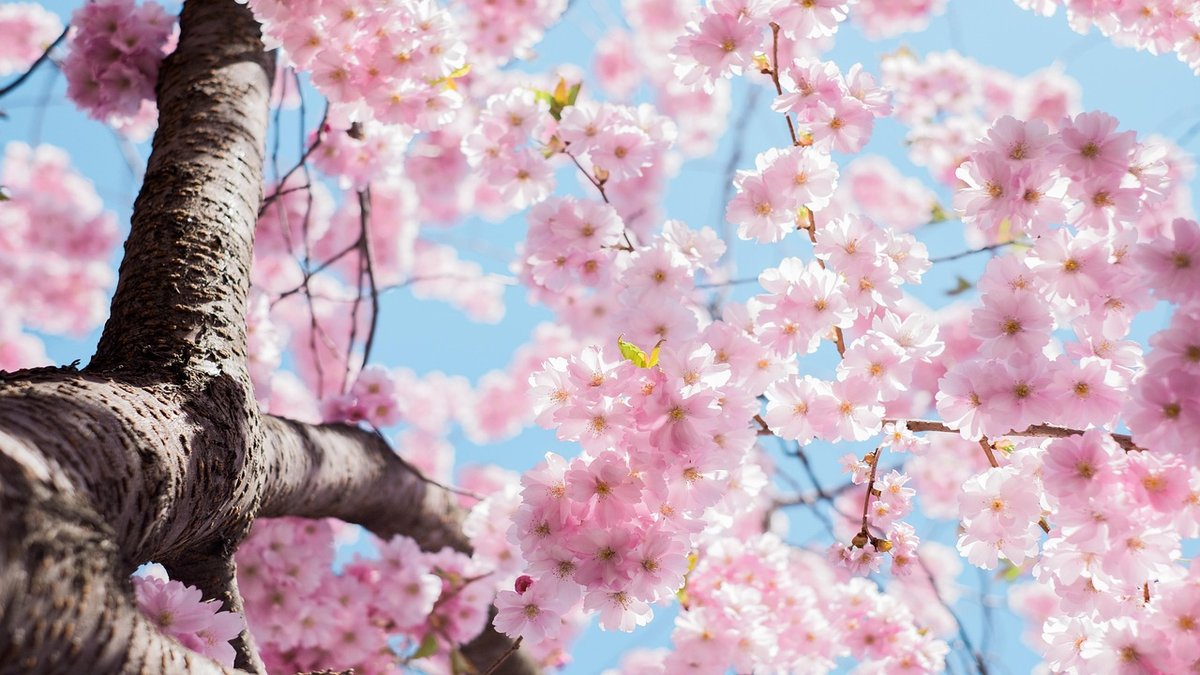 Shiseido Elixir Superieur Review: Anti-Aging From Japan
